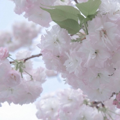 Furry黑白线稿教程兽圈社群